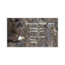 Bald-Adler mit Katfisch