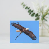 Bald-Adler mit Zweig Postkarte (Stehend Vorderseite)