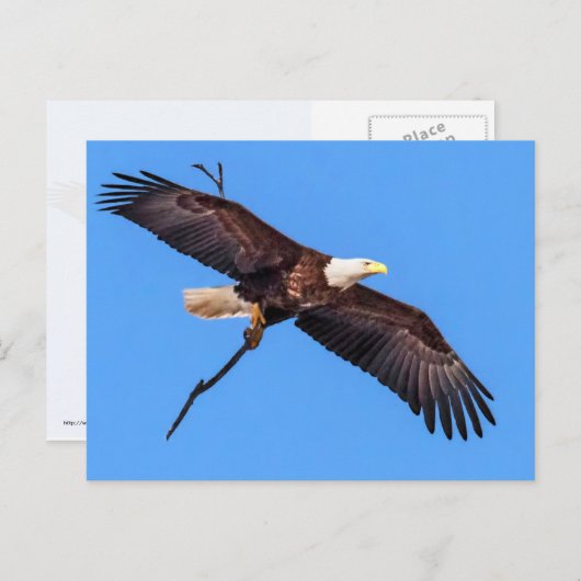 Bald-Adler mit Zweig Postkarte (Vorne/Hinten)