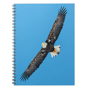 Bald-Adler Notizblock
