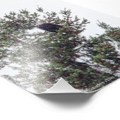 Bald-Adler P2825 Fotodruck (Ecke)