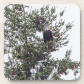 Bald-Adler P2825 Getränkeuntersetzer (Vorderseite)