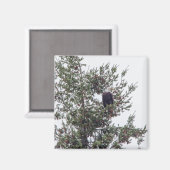 Bald-Adler P2825 Magnet (Vorderseite/Rückseite)