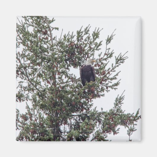 Bald-Adler P2825 Magnet (Vorne)