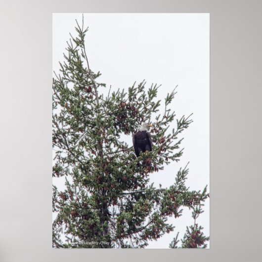 Bald-Adler P2825 Poster (Vorne)