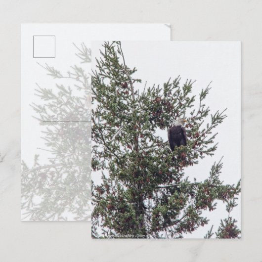 Bald-Adler P2825 Postkarte (Vorne/Hinten)