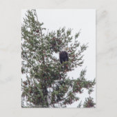 Bald-Adler P2825 Postkarte (Vorderseite)