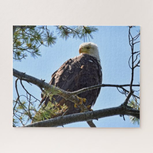 Bald Adler Perch - 16x20 - 520 Stk. Puzzle (Horizontal)