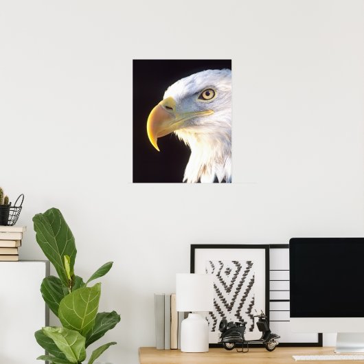 Bald-Adler-Portrait, Haliäetus leucocephalus, Poster (Heimbüro)