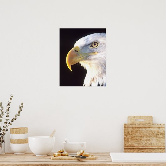 Bald-Adler-Portrait, Haliäetus leucocephalus, Poster (Küche)