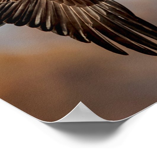 Bald-Adler Poster (Ecke)