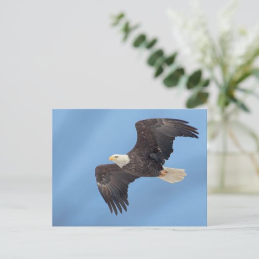 Bald-Adler Postkarte (Stehend Vorderseite)