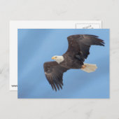 Bald-Adler Postkarte (Vorne/Hinten)