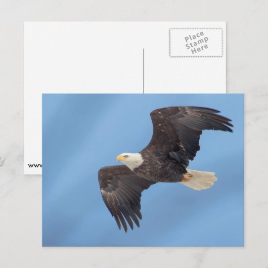 Bald-Adler Postkarte (Vorne/Hinten)