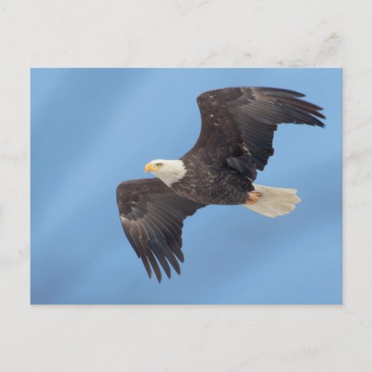 Bald-Adler Postkarte (Vorderseite)