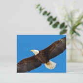 Bald-Adler Postkarte (Stehend Vorderseite)