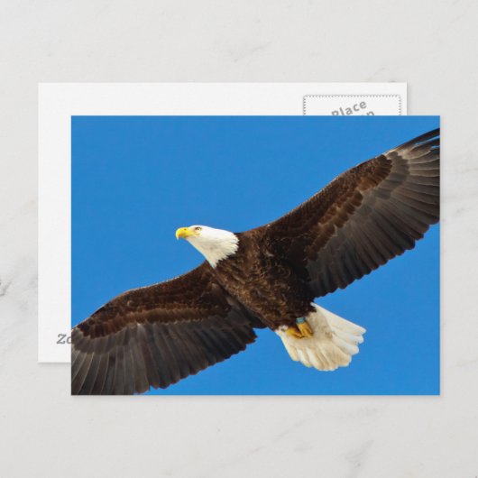 Bald-Adler Postkarte (Vorne/Hinten)