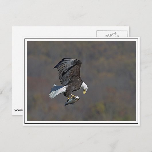 Bald-Adler Postkarte (Vorne/Hinten)