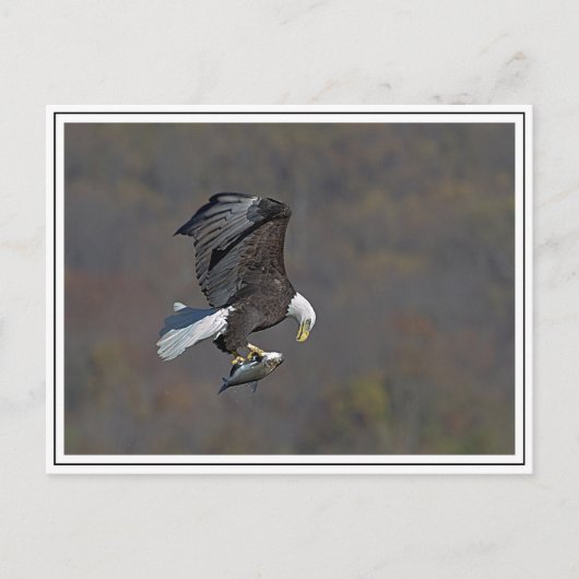 Bald-Adler Postkarte (Vorderseite)