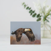 Bald-Adler Postkarte (Stehend Vorderseite)