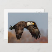 Bald-Adler Postkarte (Vorne/Hinten)