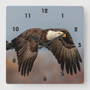 Bald-Adler Quadratische Wanduhr