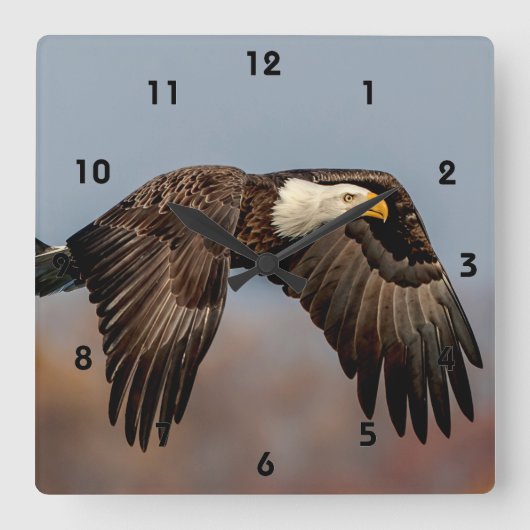 Bald-Adler Quadratische Wanduhr (Vorderseite)
