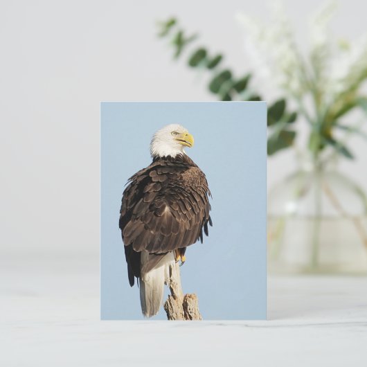 Bald Adler Sitzen Postkarte (Stehend Vorderseite)