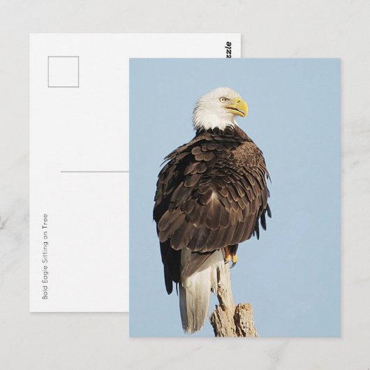 Bald Adler Sitzen Postkarte (Vorne/Hinten)