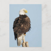 Bald Adler Sitzen Postkarte (Vorderseite)