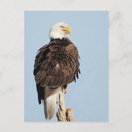 Bald Adler Sitzen Postkarte (Vorderseite)