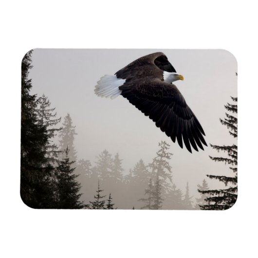 Bald-Adler stürzt durch Nebel Magnet (Horizontal)