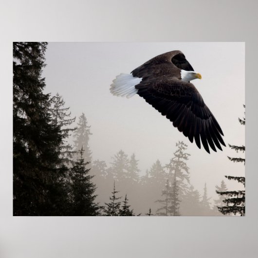 Bald-Adler stürzt durch Nebel Poster (Vorne)