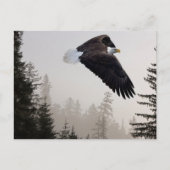 Bald-Adler stürzt durch Nebel Postkarte (Vorderseite)