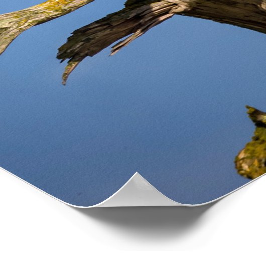 Bald-Adler, Südliche Golfinseln, BC Poster (Ecke)