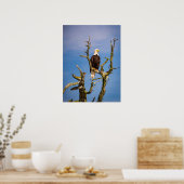 Bald-Adler, Südliche Golfinseln, BC Poster (Küche)