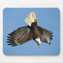 Bald-Adler taucht ins Wasser