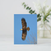 Bald-Adler über Bäumen Postkarte (Stehend Vorderseite)
