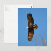 Bald-Adler über Bäumen Postkarte (Vorne/Hinten)