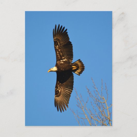 Bald-Adler über Bäumen Postkarte (Vorderseite)