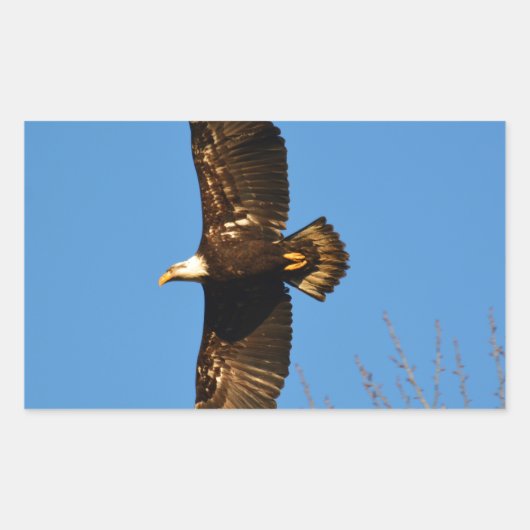 Bald-Adler über Bäumen Rechteckiger Aufkleber (Vorderseite)