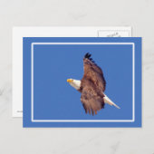 Bald Adleraugen zum Himmel Postkarte (Vorne/Hinten)