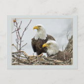 Bald-Adlerpaare in ihrem Nest Postkarte (Vorderseite)