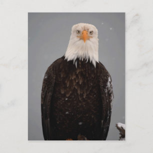 Bald Adlerportrait im Schnee, Haliäetus Postkarte