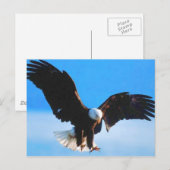 Bald American Eagle Postkarte (Vorne/Hinten)