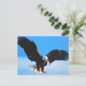 Bald American Eagle Postkarte (Stehend Vorderseite)