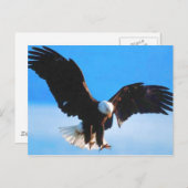 Bald American Eagle Postkarte (Vorne/Hinten)