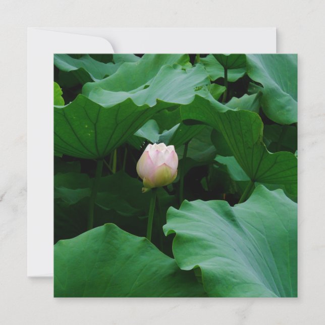 Bald blühen (Vorderseite)