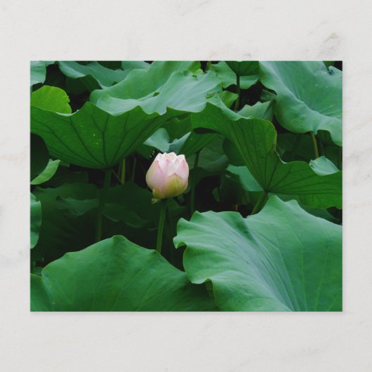 Bald blühen (Vorderseite)