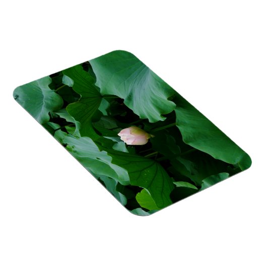 Bald blühen magnet (Rechte Seite)